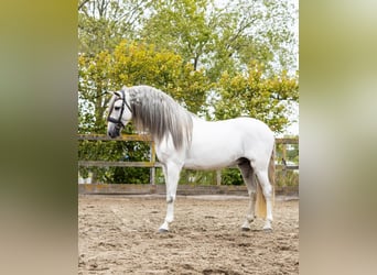 PRE Croisé, Étalon, 5 Ans, 162 cm, Gris