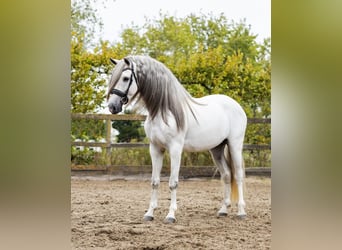 PRE Croisé, Étalon, 5 Ans, 162 cm, Gris