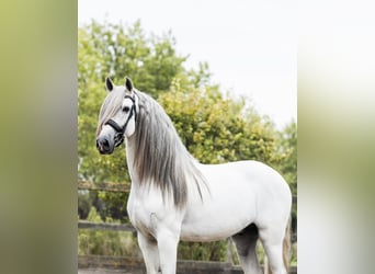 PRE Croisé, Étalon, 5 Ans, 162 cm, Gris