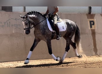 PRE, Étalon, 5 Ans, 162 cm, Gris noir