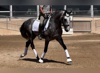 PRE, Étalon, 5 Ans, 162 cm, Gris noir