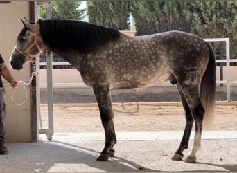 PRE, Étalon, 5 Ans, 162 cm, Gris noir