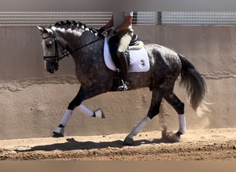 PRE, Étalon, 5 Ans, 162 cm, Gris noir