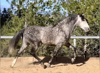 PRE, Étalon, 5 Ans, 162 cm, Gris noir