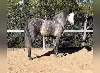 PRE, Étalon, 5 Ans, 162 cm, Gris noir