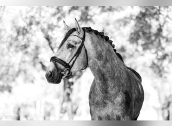 PRE, Étalon, 5 Ans, 162 cm, Gris pommelé