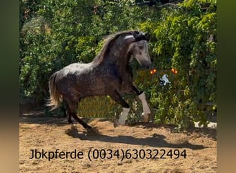 PRE, Étalon, 5 Ans, 162 cm, Gris pommelé