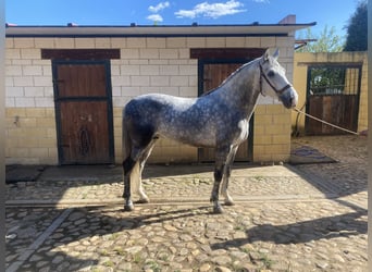 PRE, Étalon, 5 Ans, 162 cm, Gris pommelé