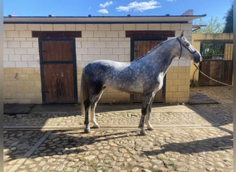 PRE, Étalon, 5 Ans, 162 cm, Gris pommelé