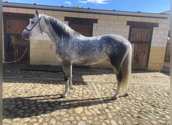 PRE, Étalon, 5 Ans, 162 cm, Gris pommelé