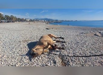 PRE Croisé, Étalon, 5 Ans, 162 cm, Isabelle