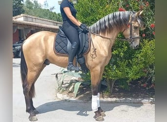 PRE Croisé, Étalon, 5 Ans, 162 cm, Isabelle