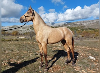 PRE Croisé, Étalon, 5 Ans, 162 cm, Isabelle