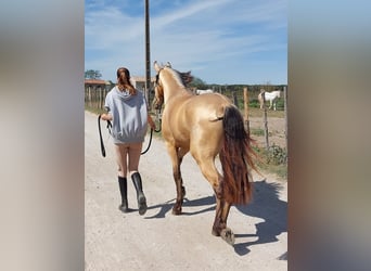 PRE Croisé, Étalon, 5 Ans, 162 cm, Isabelle