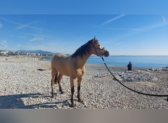 PRE Croisé, Étalon, 5 Ans, 162 cm, Isabelle