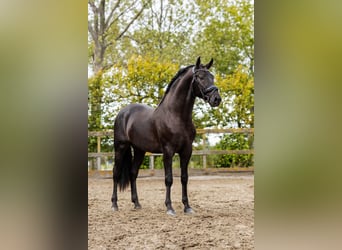 PRE Croisé, Étalon, 5 Ans, 162 cm, Noir