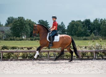 PRE Croisé, Étalon, 5 Ans, 163 cm, Bai brun