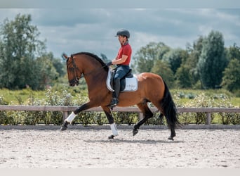 PRE Croisé, Étalon, 5 Ans, 163 cm, Bai brun