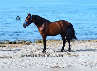 PRE Croisé, Étalon, 5 Ans, 163 cm, Bai