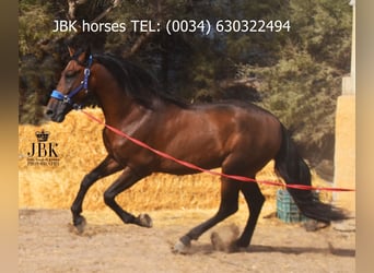 PRE Croisé, Étalon, 5 Ans, 163 cm, Bai