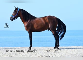 PRE Croisé, Étalon, 5 Ans, 163 cm, Bai