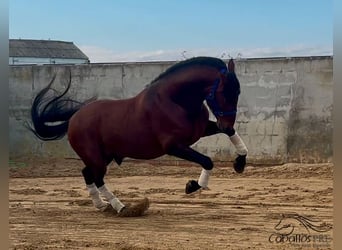 PRE Croisé, Étalon, 5 Ans, 163 cm, Bai