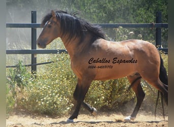 PRE Croisé, Étalon, 5 Ans, 163 cm, Buckskin