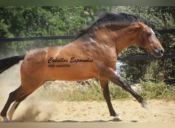 PRE Croisé, Étalon, 5 Ans, 163 cm, Buckskin