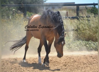 PRE Croisé, Étalon, 5 Ans, 163 cm, Buckskin