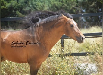 PRE Croisé, Étalon, 5 Ans, 163 cm, Buckskin