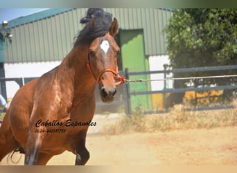 PRE Croisé, Étalon, 5 Ans, 163 cm, Buckskin