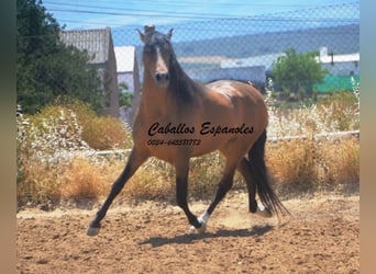 PRE Croisé, Étalon, 5 Ans, 163 cm, Buckskin