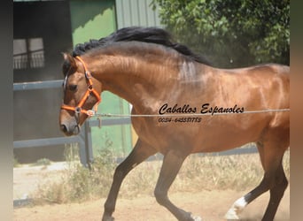 PRE Croisé, Étalon, 5 Ans, 163 cm, Buckskin