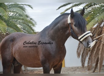 PRE, Étalon, 5 Ans, 163 cm, Gris (bai-dun)