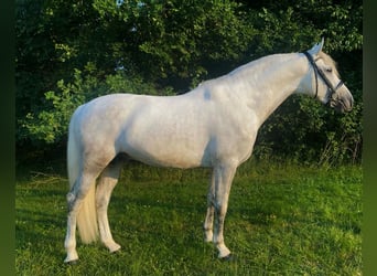 PRE Croisé, Étalon, 5 Ans, 163 cm, Gris