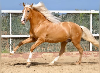 PRE Croisé, Étalon, 5 Ans, 163 cm, Palomino