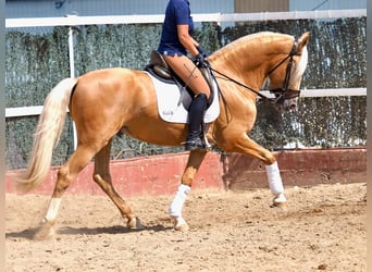 PRE Croisé, Étalon, 5 Ans, 163 cm, Palomino