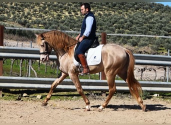 PRE, Étalon, 5 Ans, 163 cm, Perle