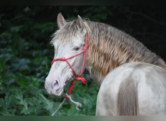 PRE, Étalon, 5 Ans, 163 cm, Perle