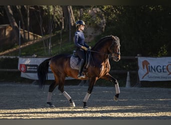 PRE, Étalon, 5 Ans, 164 cm, Bai brun