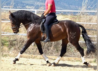 PRE Croisé, Étalon, 5 Ans, 164 cm, Bai