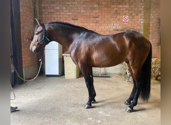 PRE Croisé, Étalon, 5 Ans, 164 cm, Bai cerise