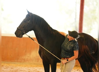 PRE, Étalon, 5 Ans, 164 cm, Bai