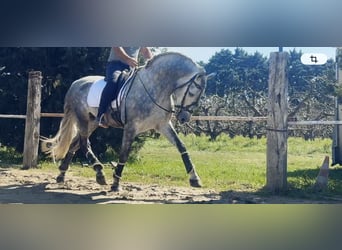 PRE, Étalon, 5 Ans, 164 cm, Gris