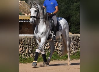 PRE Croisé, Étalon, 5 Ans, 164 cm, Gris