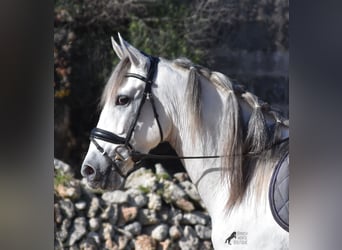 PRE Croisé, Étalon, 5 Ans, 164 cm, Gris