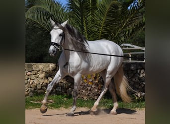 PRE Croisé, Étalon, 5 Ans, 164 cm, Gris