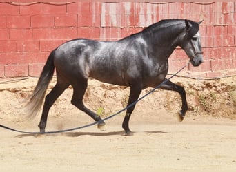 PRE, Étalon, 5 Ans, 164 cm, Gris