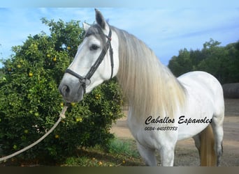 PRE Croisé, Étalon, 5 Ans, 164 cm, Gris