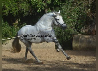 PRE Croisé, Étalon, 5 Ans, 164 cm, Gris